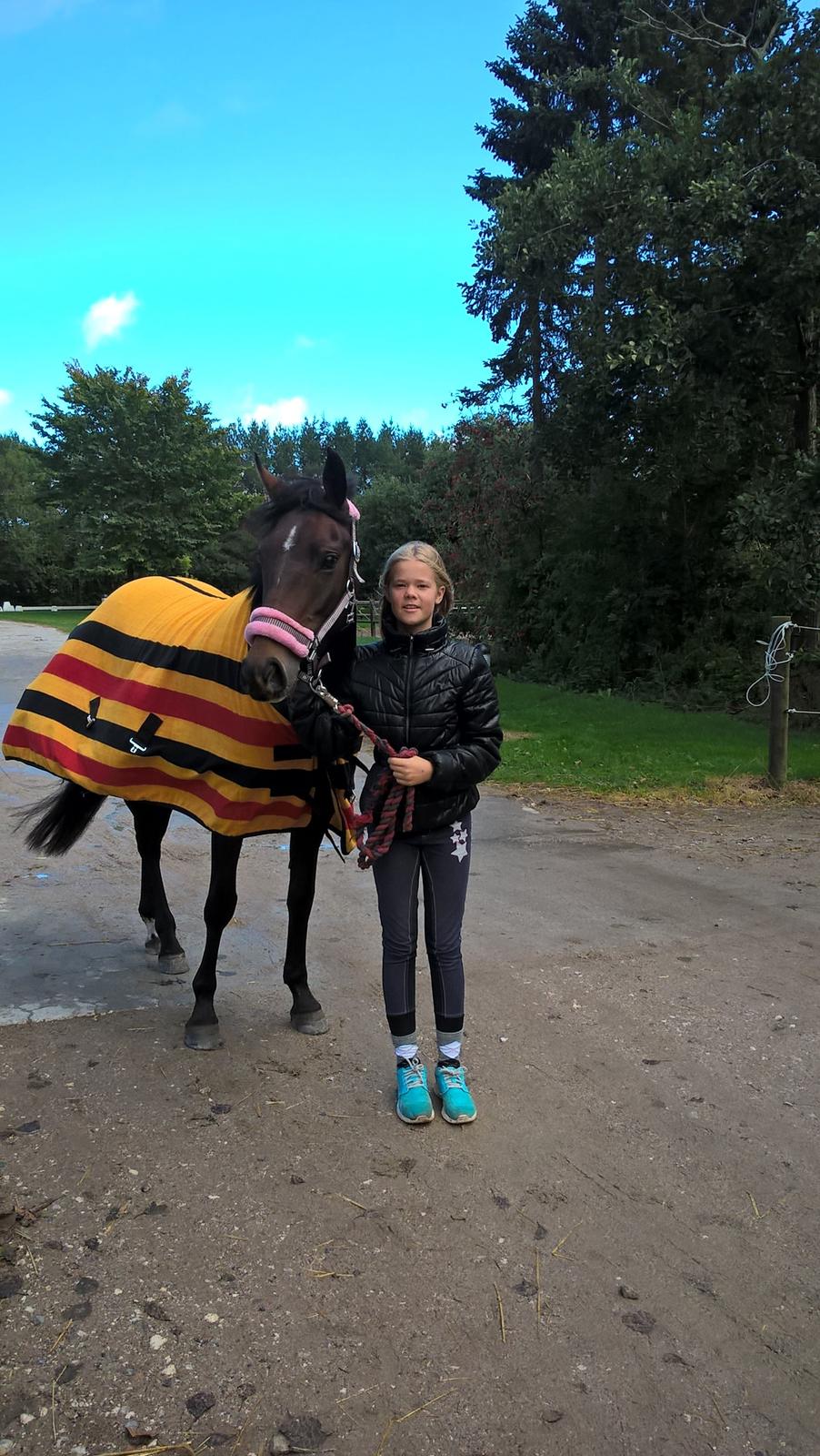 New Forest Spidshøjs Jessi - lige da hun kom hjem billede 7