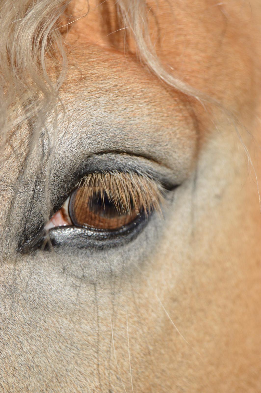 Haflinger Altros van de "kruusdellen" billede 5