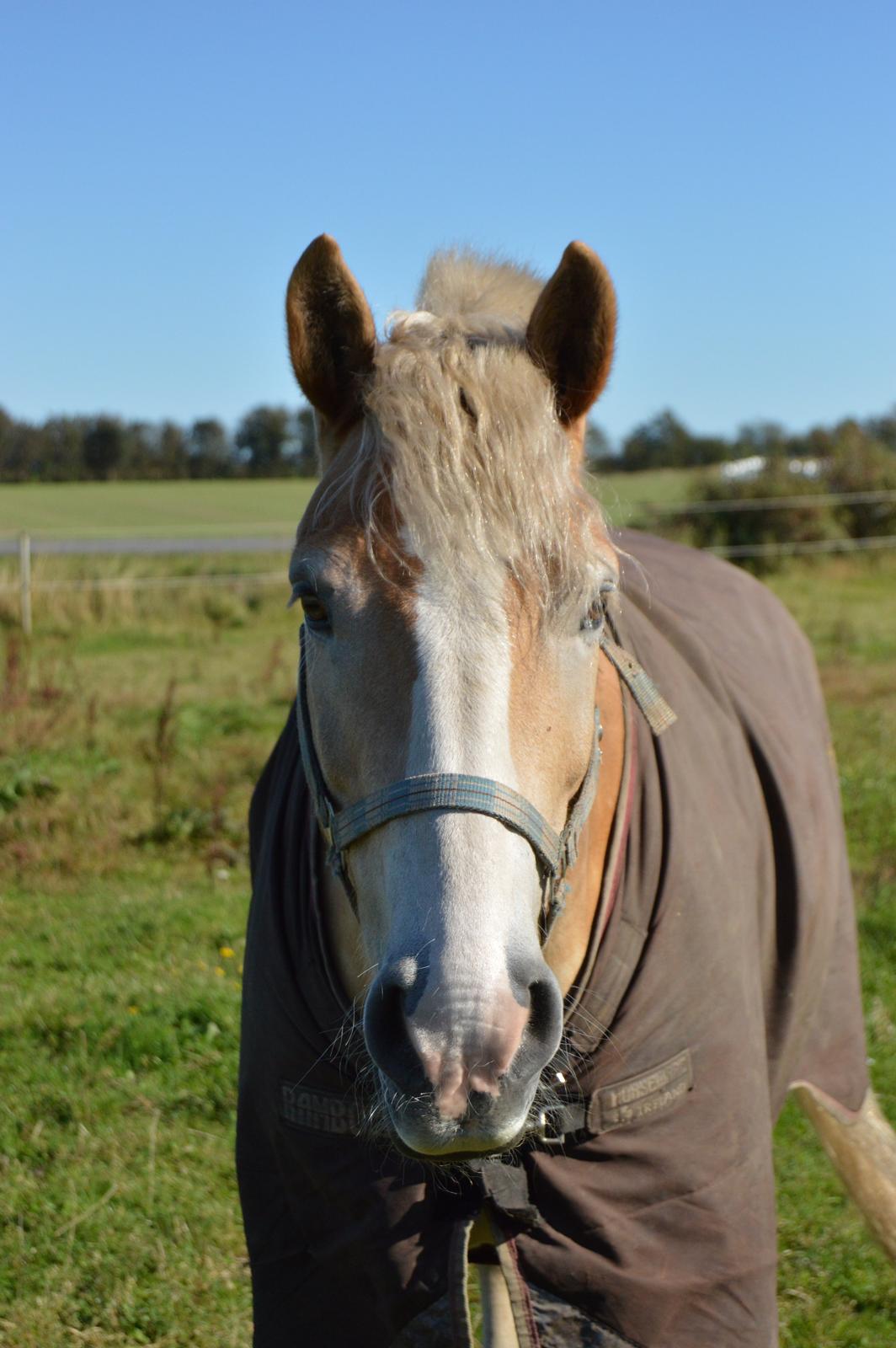 Haflinger Altros van de "kruusdellen" billede 16