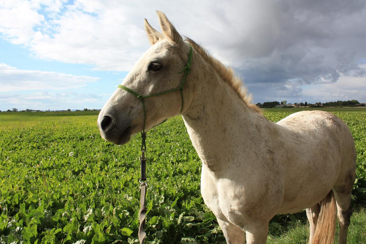 Connemara Sebastian Holmegård - 20-09-2015 billede 6