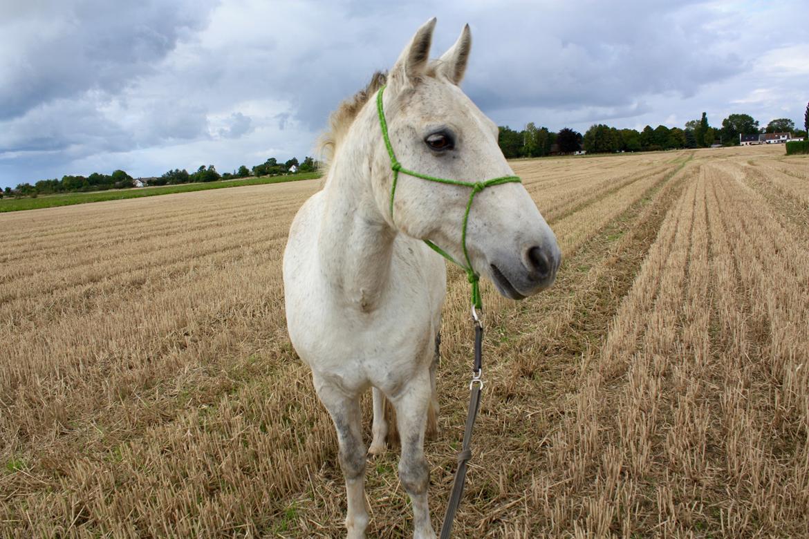 Connemara Sebastian Holmegård - På stubben med en glad dreng :-) 20-09-2015 billede 4