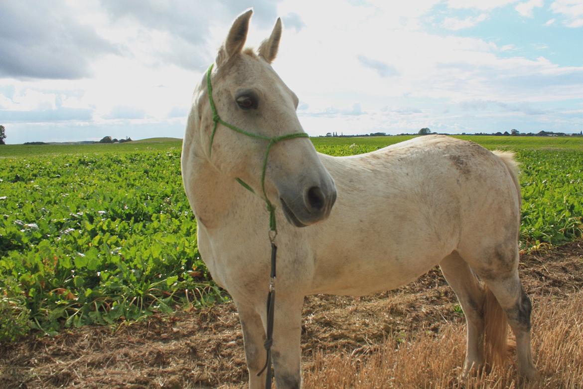 Connemara Sebastian Holmegård billede 1