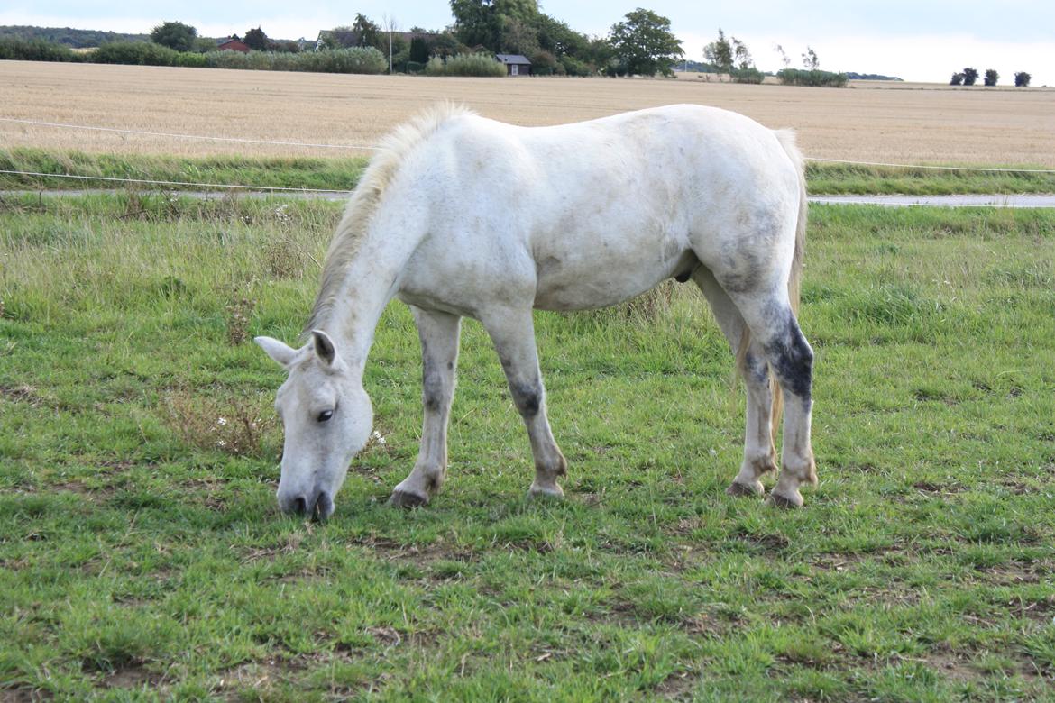 Connemara Sebastian Holmegård - 19-09-2015 billede 5