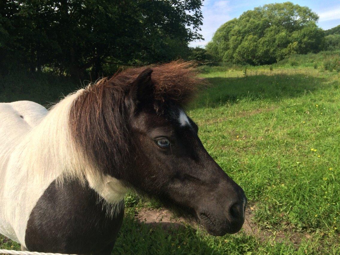 Shetlænder Olivia - Skatten <3 (Himmelhest) billede 15