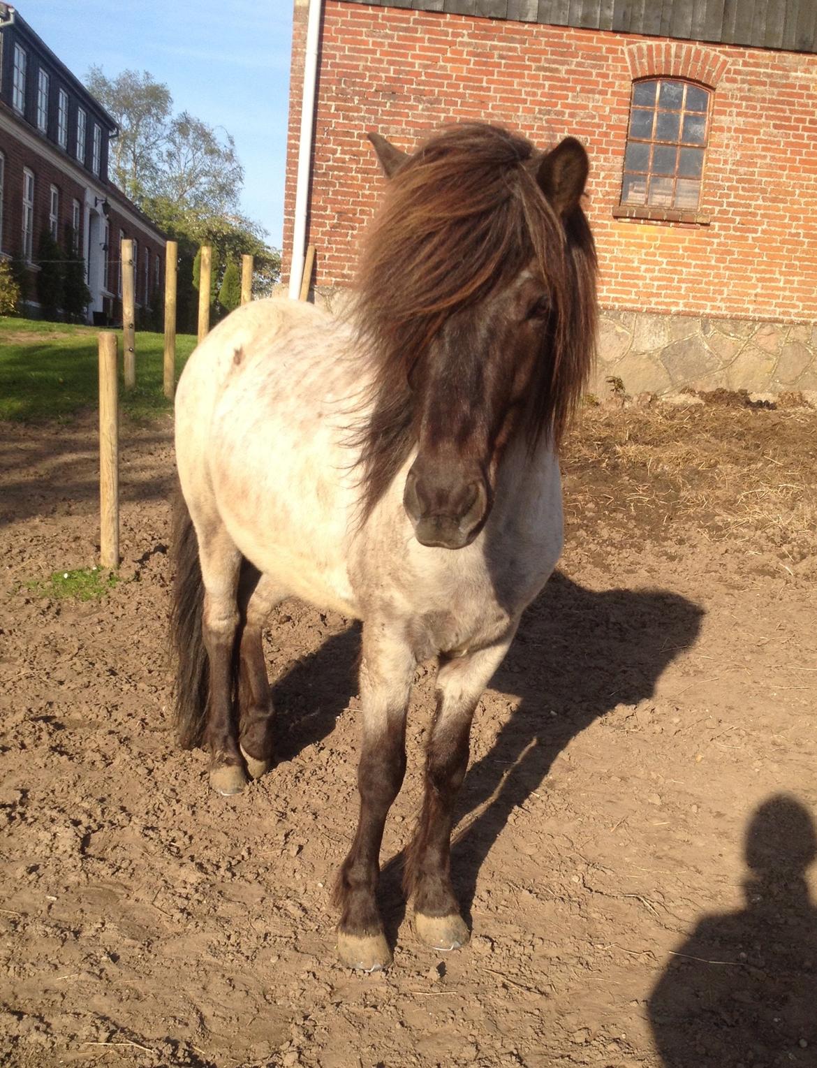 Islænder LITFARI BLÅBJERG billede 11