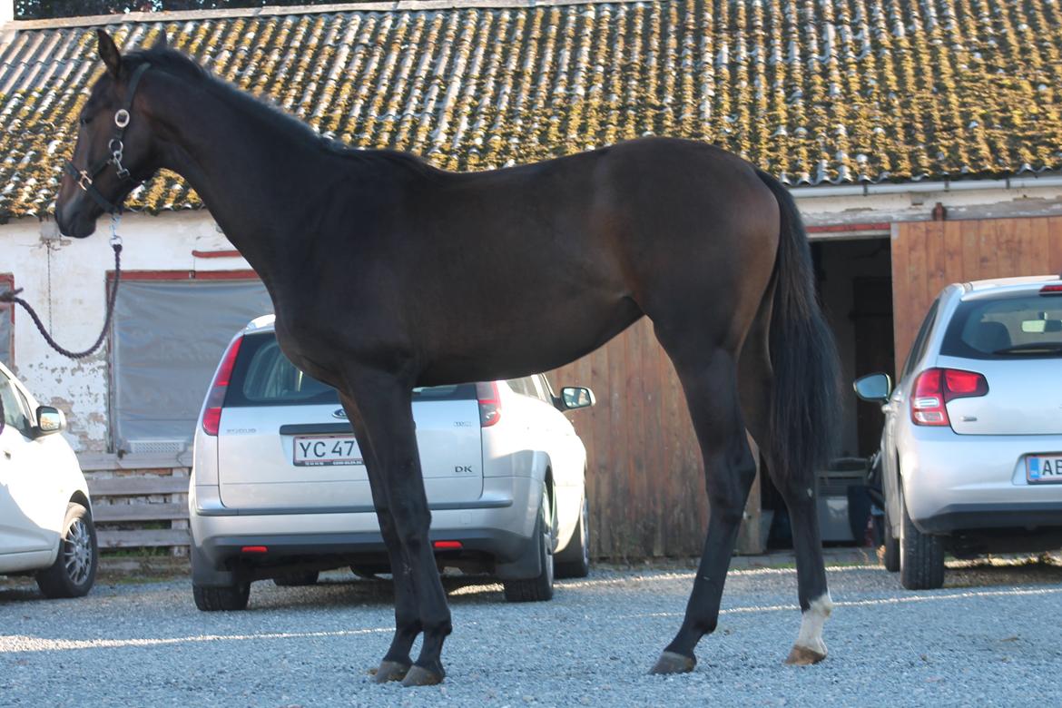 Dansk Varmblod Lygum's Rockzet billede 25