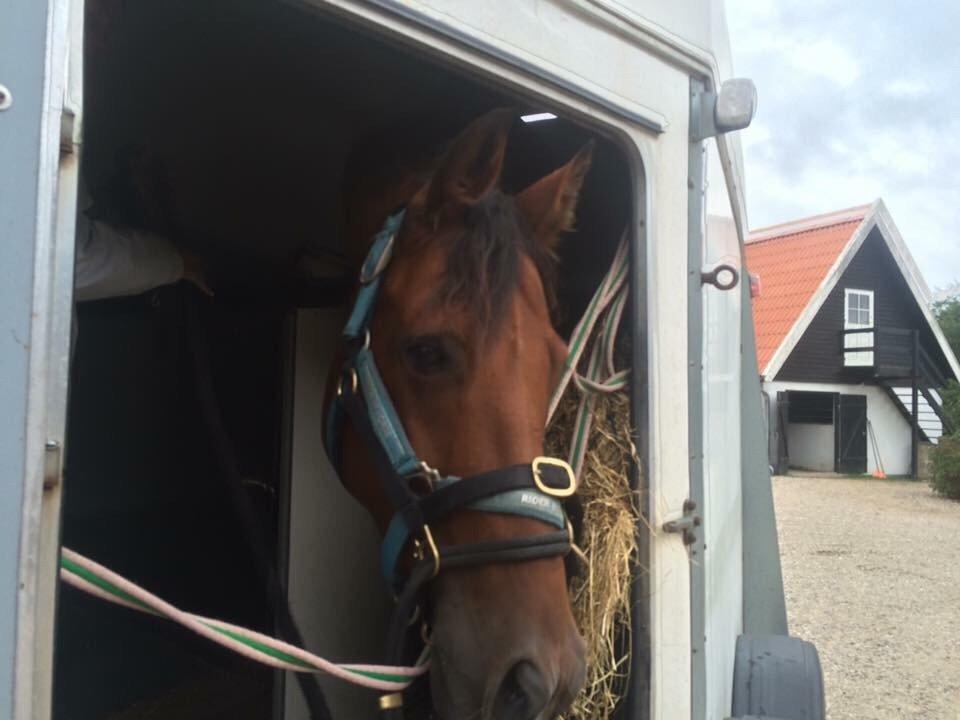 Dansk Varmblod Soleil's Monet billede 2