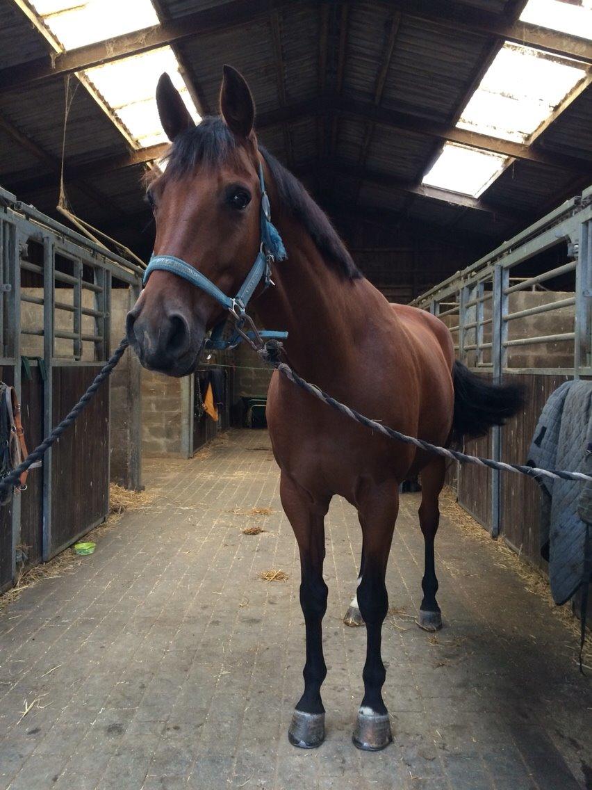 Dansk Varmblod Soleil's Monet billede 1