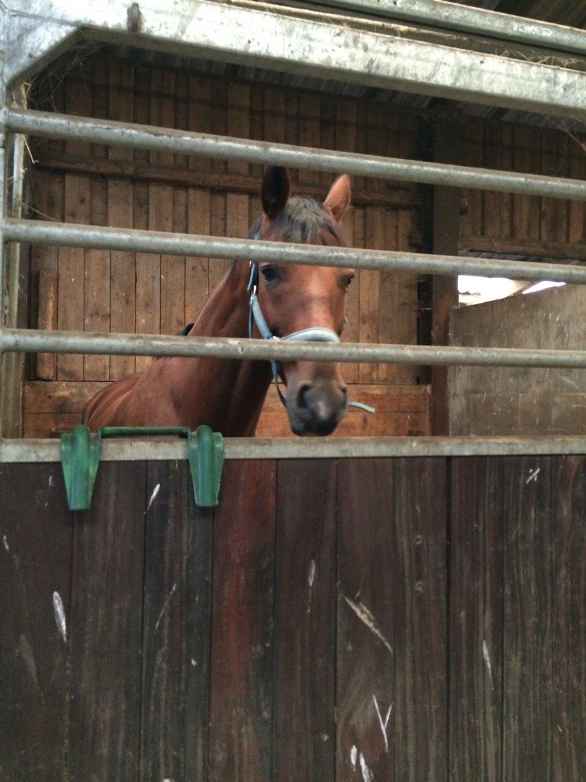 Dansk Varmblod Soleil's Monet billede 3