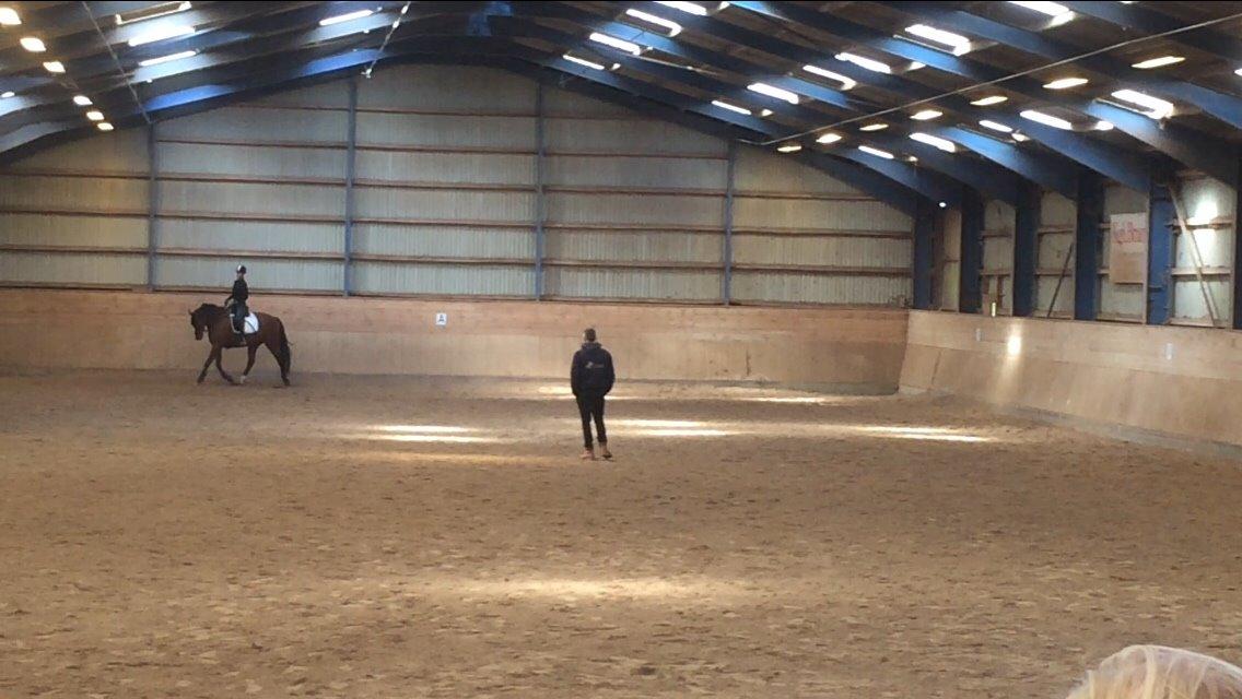 Dansk Varmblod Soleil's Monet billede 5