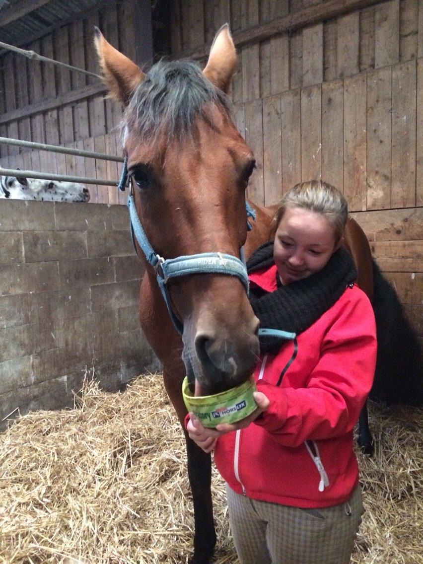 Dansk Varmblod Soleil's Monet billede 4