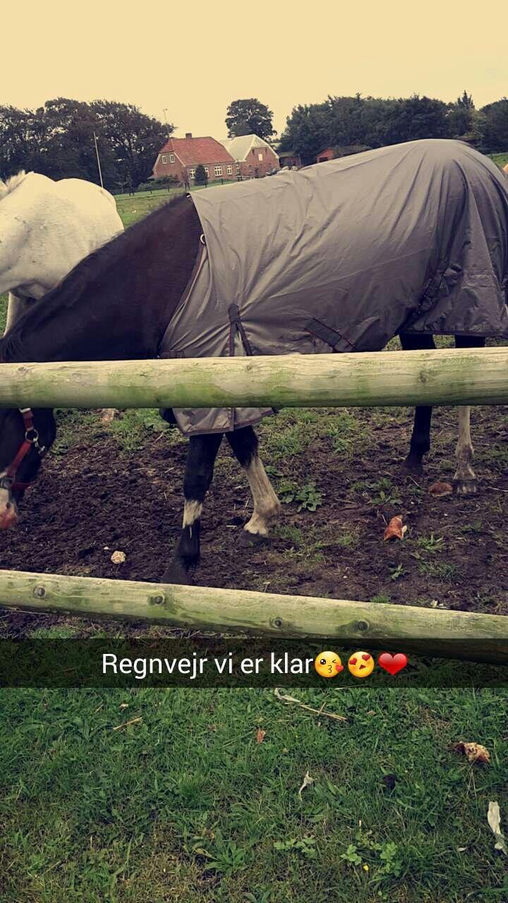 Anden særlig race Calina billede 1