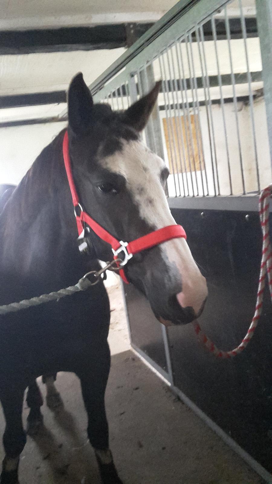 Anden særlig race Calina billede 2