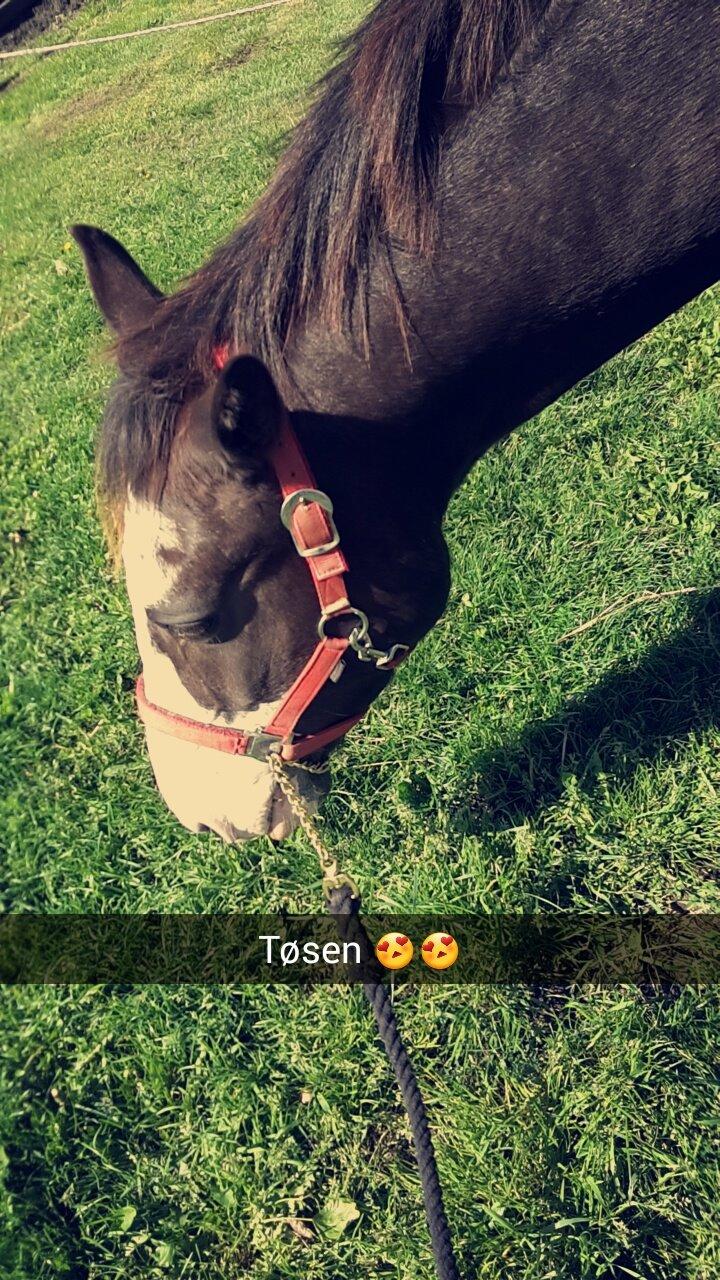 Anden særlig race Calina billede 3