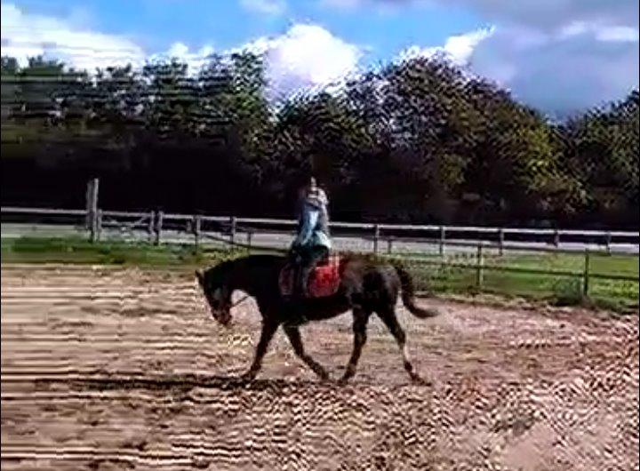 Anden særlig race Calina billede 4