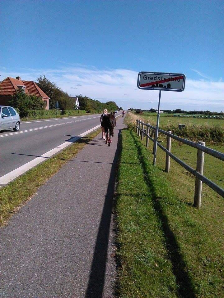 Anden særlig race Calina billede 11