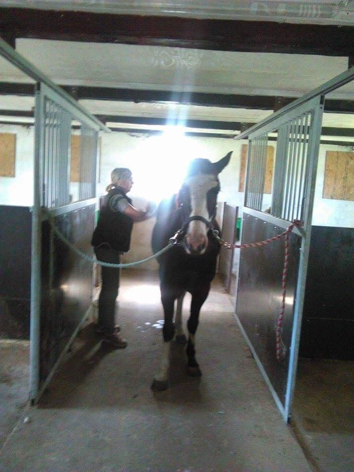 Anden særlig race Calina billede 15