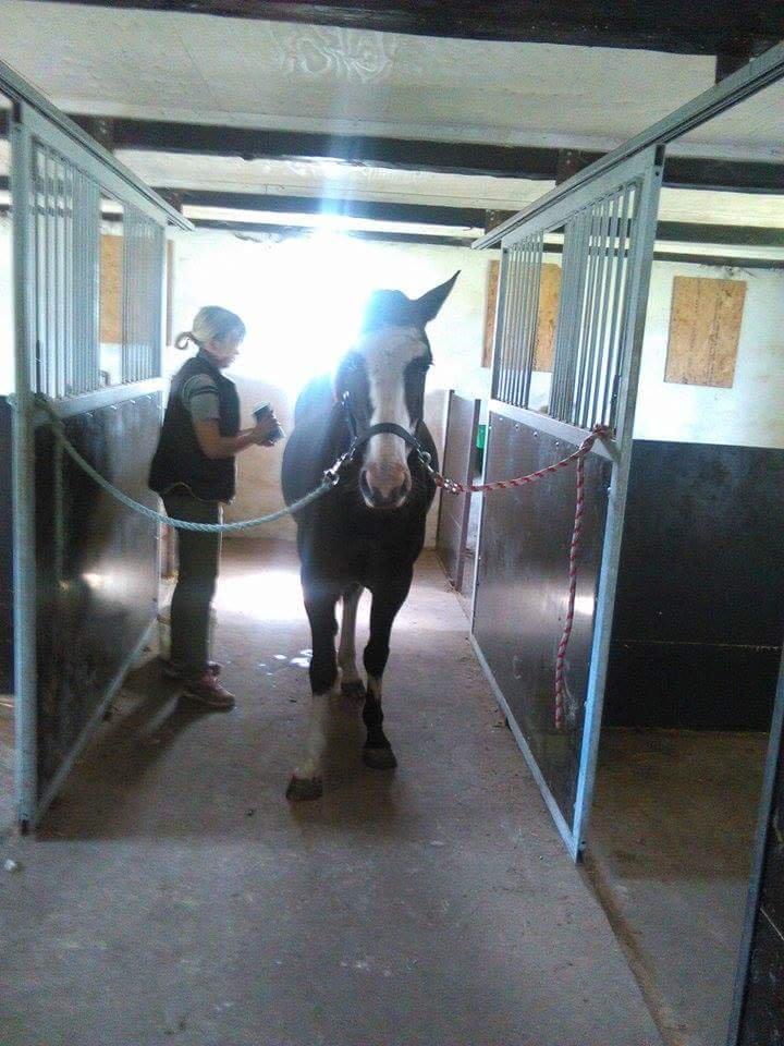 Anden særlig race Calina billede 16