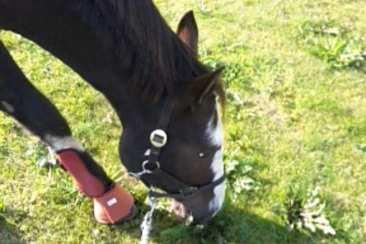 Anden særlig race Calina billede 17