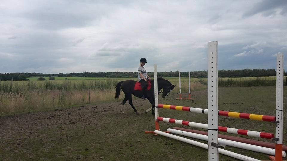 Anden særlig race Calina billede 20