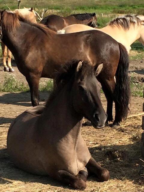 Islænder Màni fra Ribergaard billede 1