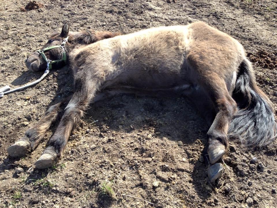 Islænder Màni fra Ribergaard billede 4