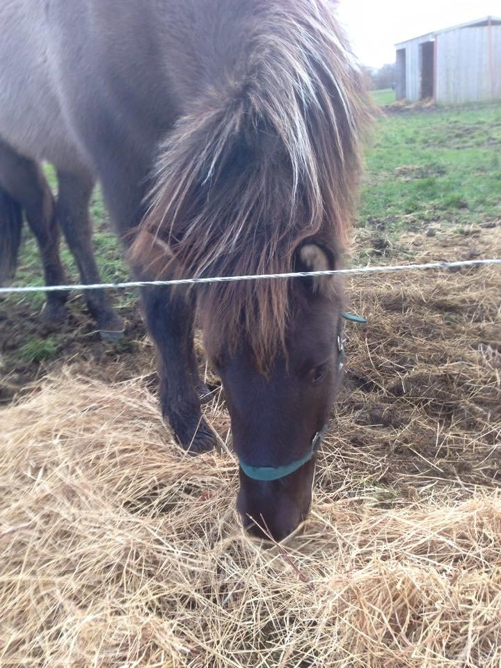 Islænder Màni fra Ribergaard billede 2