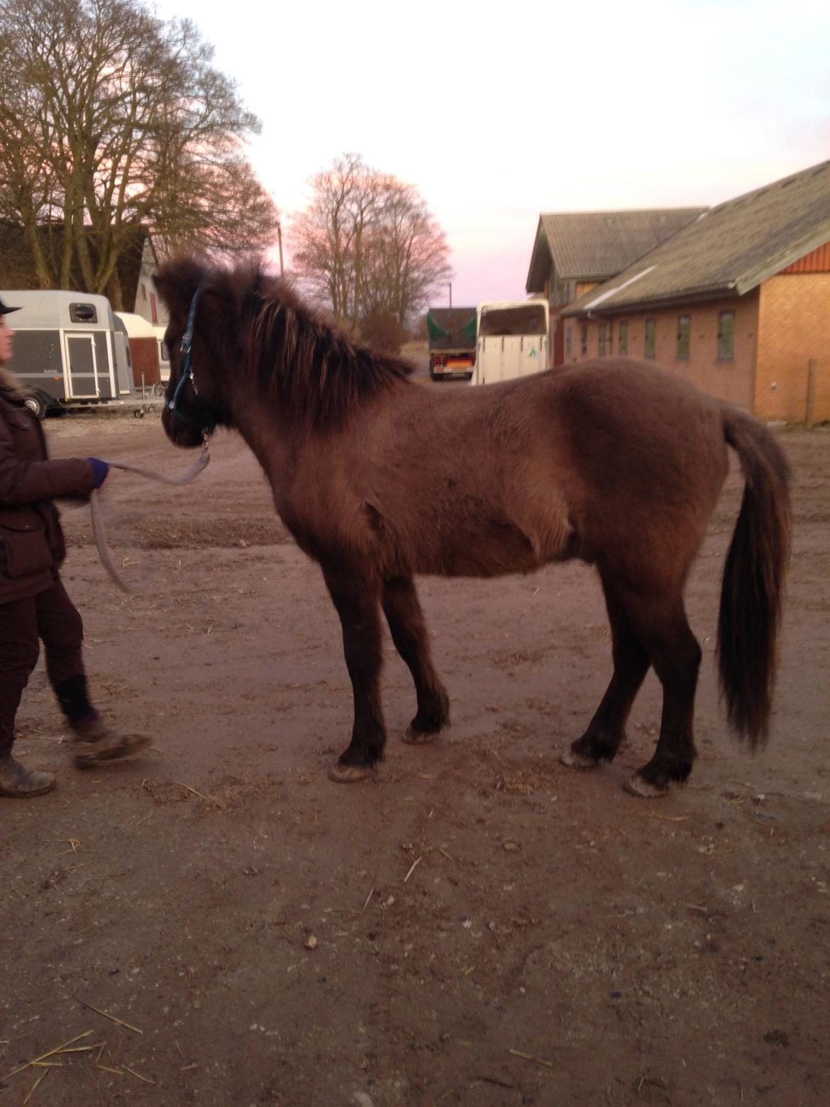 Islænder Màni fra Ribergaard billede 5