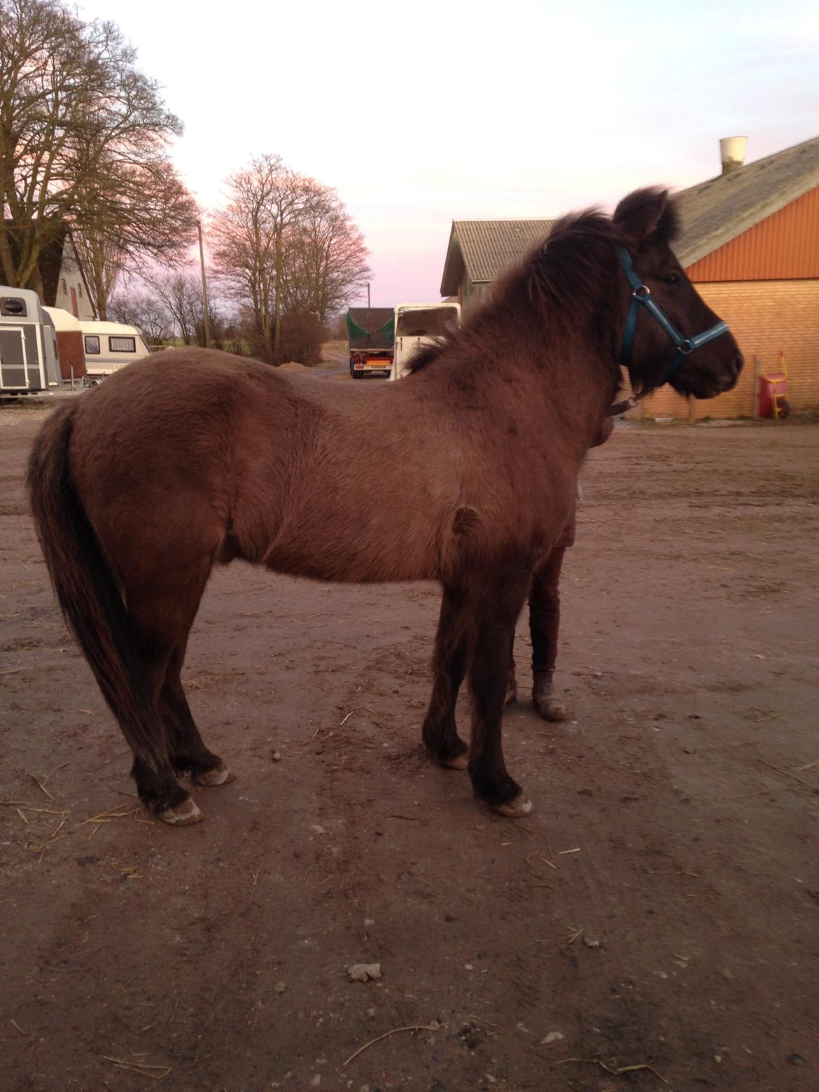 Islænder Màni fra Ribergaard billede 7