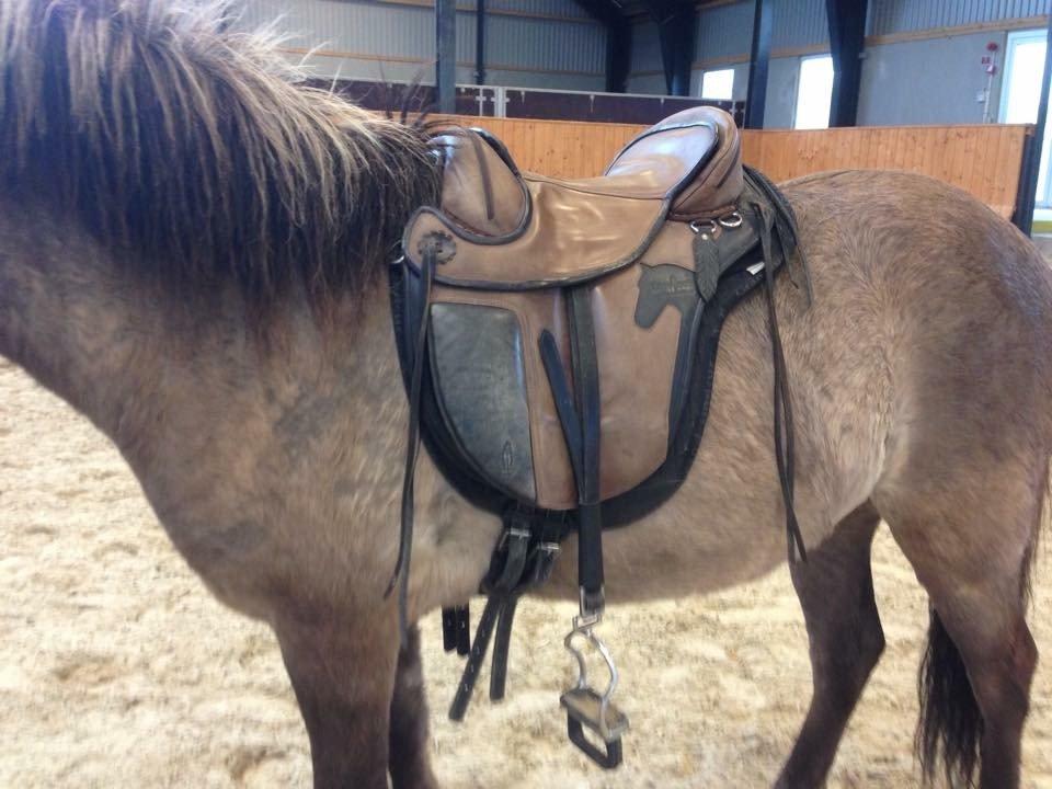 Islænder Màni fra Ribergaard billede 8