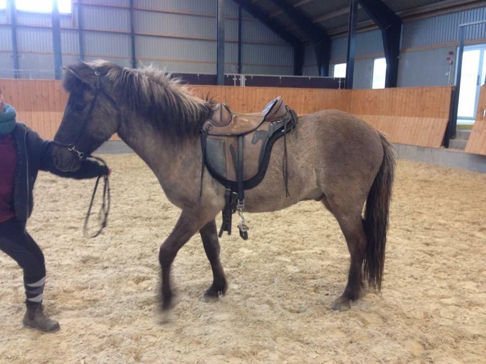 Islænder Màni fra Ribergaard billede 9