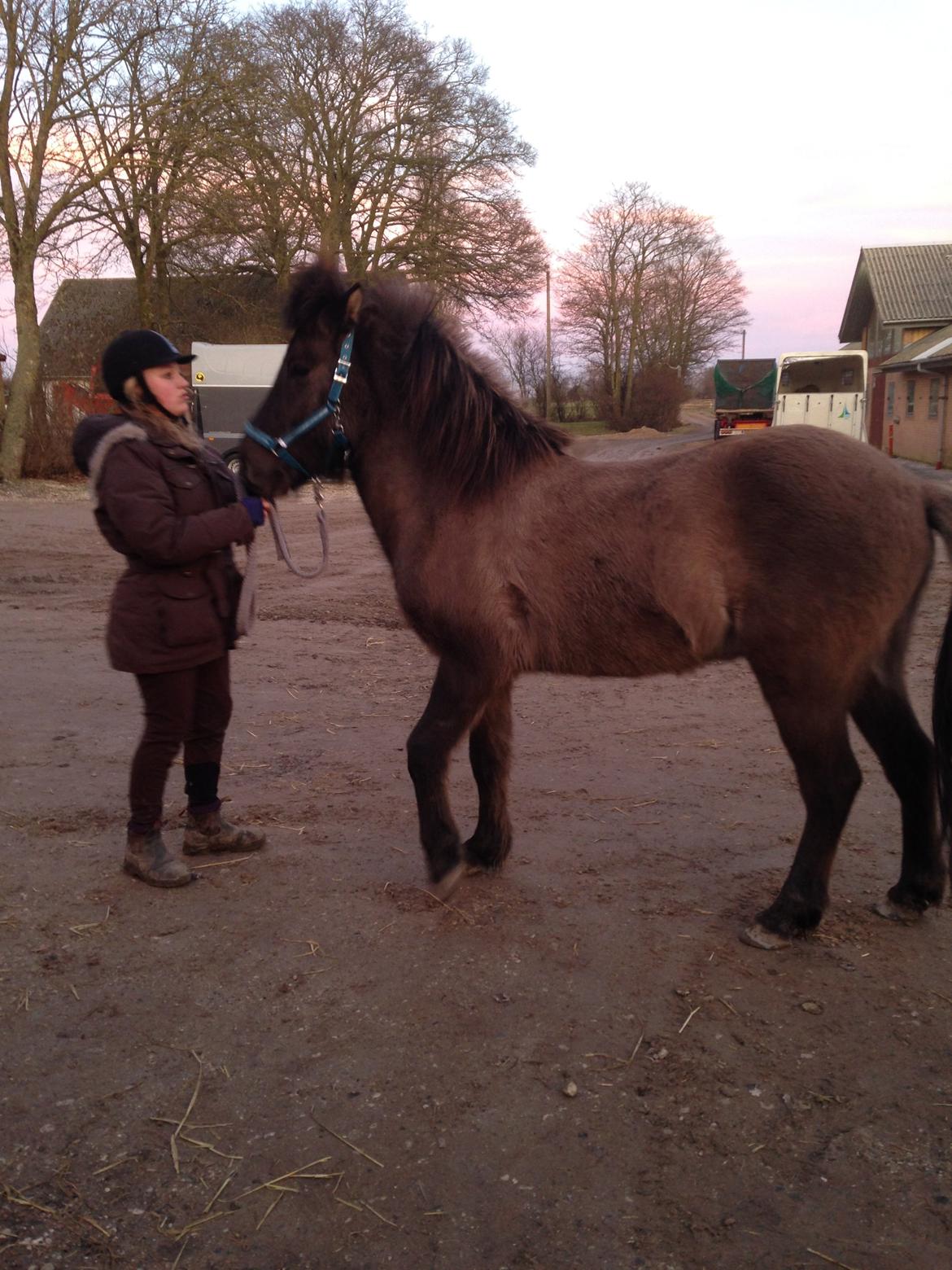 Islænder Màni fra Ribergaard billede 6