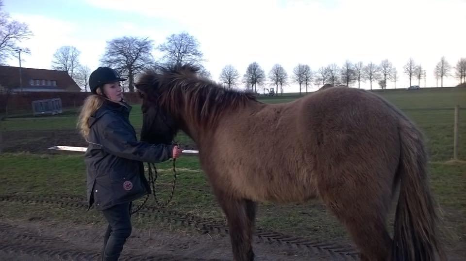Islænder Màni fra Ribergaard billede 11