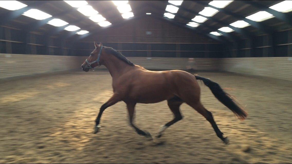 Dansk Varmblod Soleil's Monet billede 7