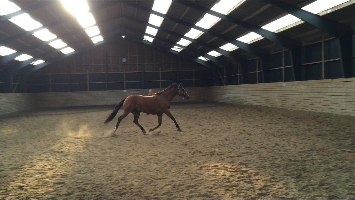 Dansk Varmblod Soleil's Monet billede 6