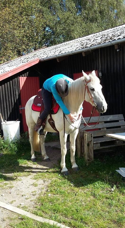 Connemara Søstholm Merlin *Mit liv* - 19/9 mit guld foto: Line billede 20