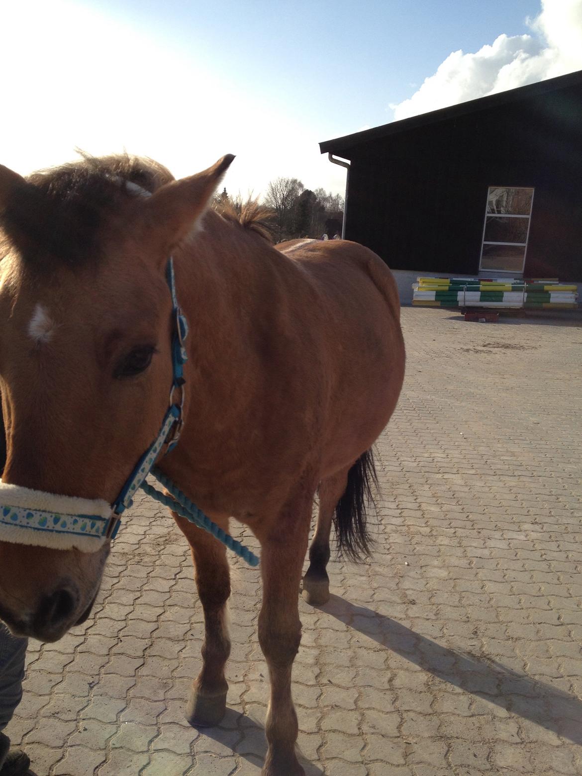 Anden særlig race Cassidy [new forest og nordbakker] billede 10