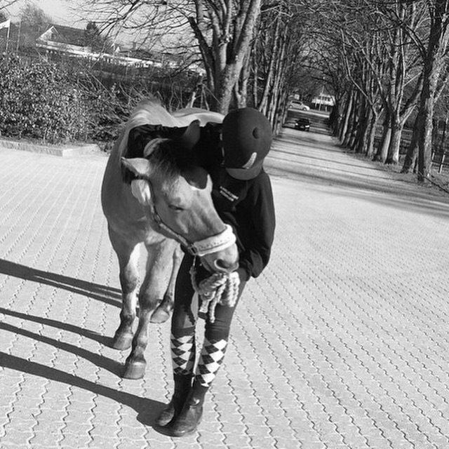 Anden særlig race Cassidy [new forest og nordbakker] billede 12