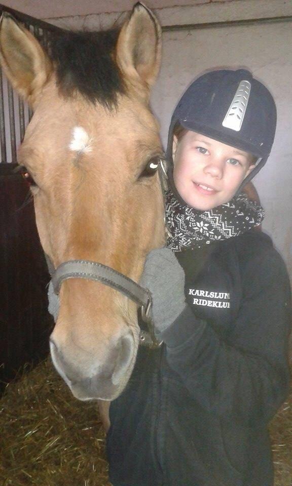 Anden særlig race Cassidy [new forest og nordbakker] billede 19
