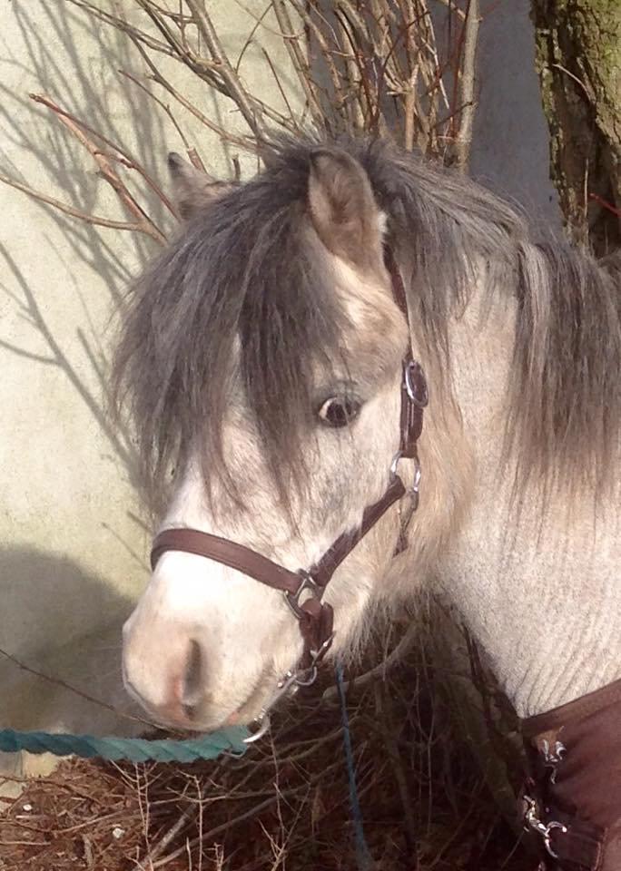 Welsh Mountain (sec A) Greenhills Shy Lorax billede 5