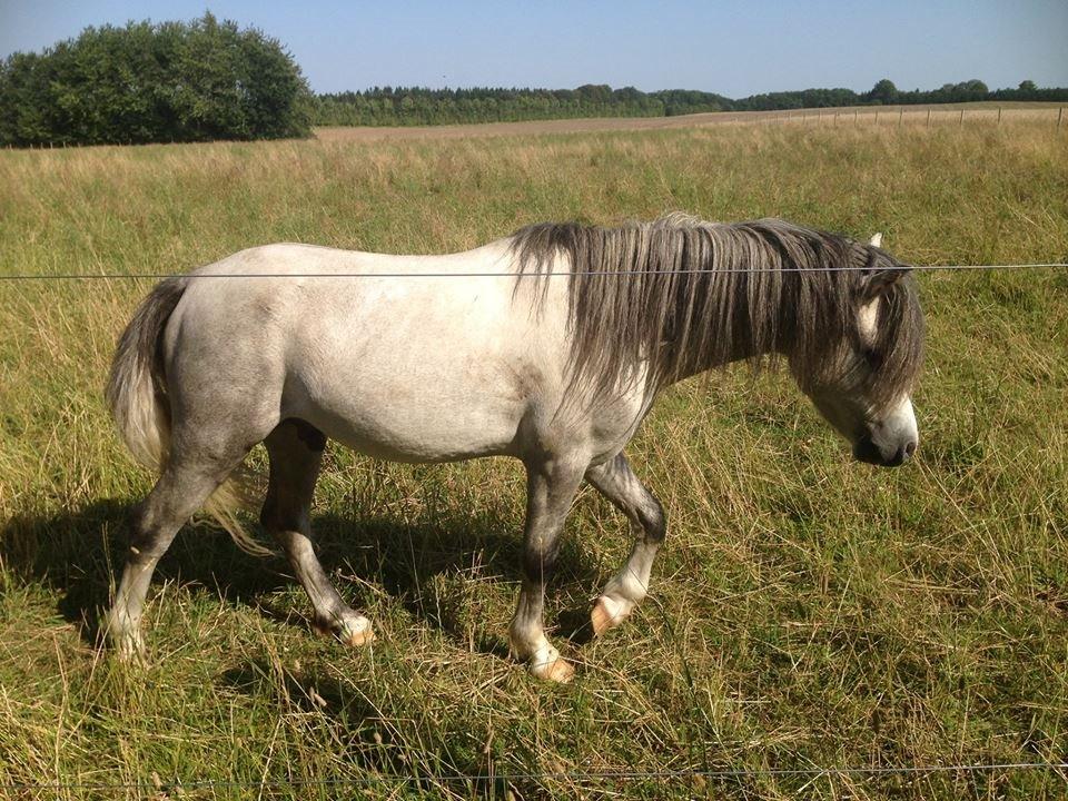 Welsh Mountain (sec A) Greenhills Shy Lorax billede 10