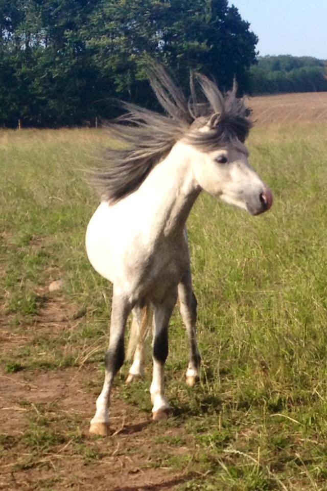 Welsh Mountain (sec A) Greenhills Shy Lorax billede 11