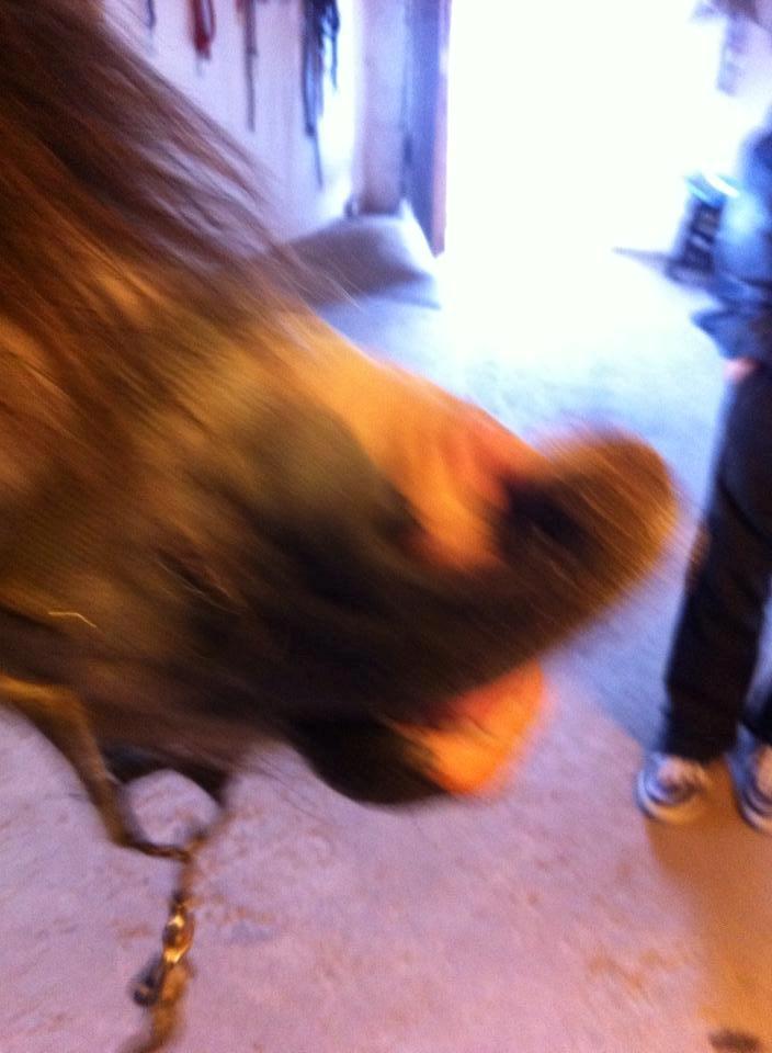 Welsh Mountain (sec A) Greenhills Shy Lorax billede 14