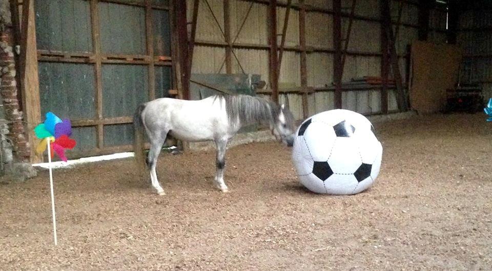 Welsh Mountain (sec A) Greenhills Shy Lorax billede 6