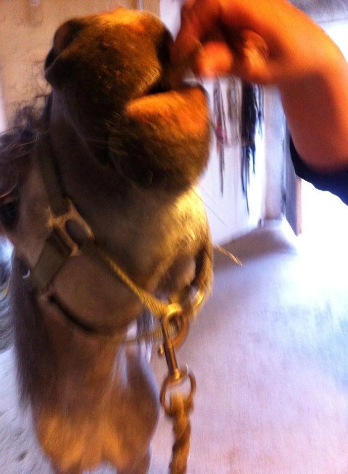 Welsh Mountain (sec A) Greenhills Shy Lorax billede 13