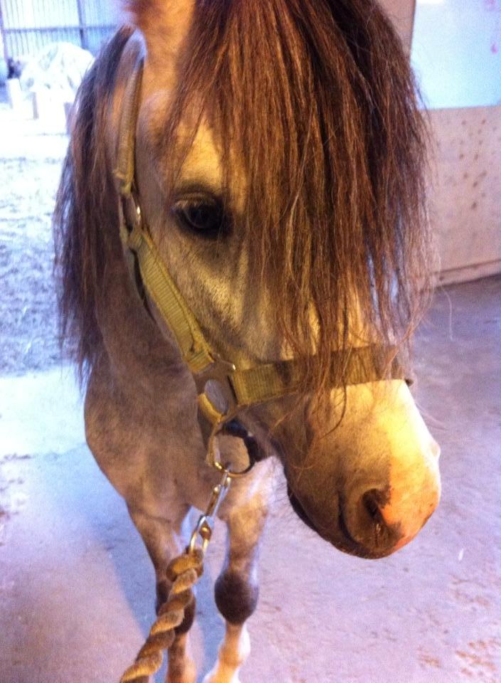 Welsh Mountain (sec A) Greenhills Shy Lorax billede 7