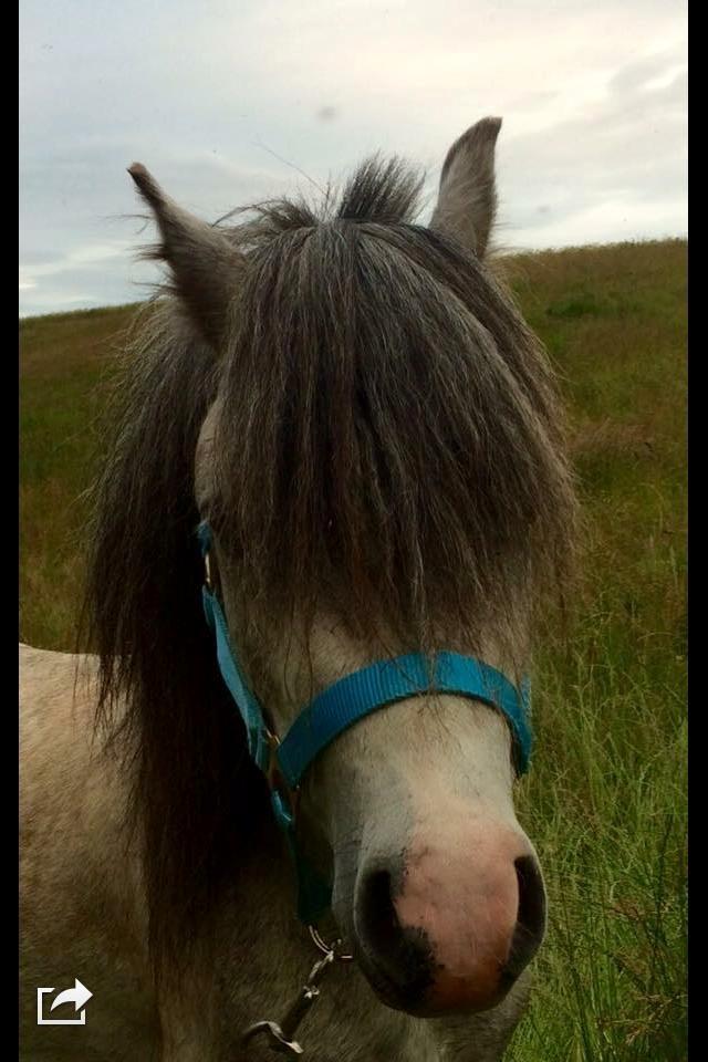 Welsh Mountain (sec A) Greenhills Shy Lorax billede 9