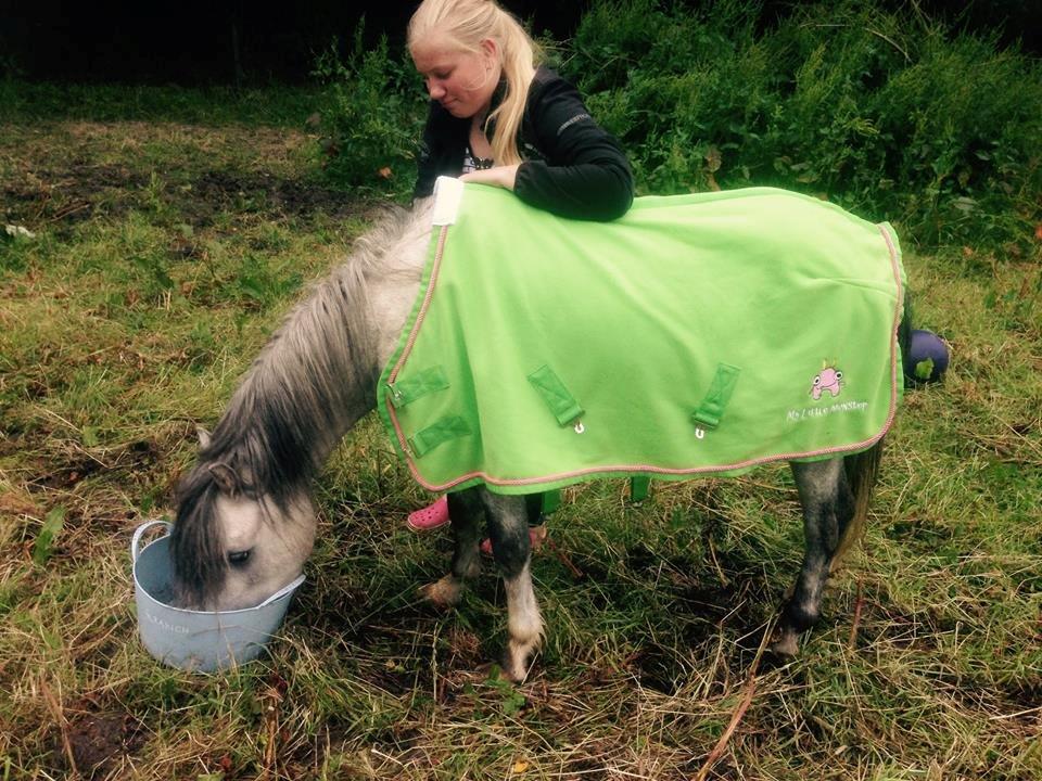 Welsh Mountain (sec A) Greenhills Shy Lorax billede 8