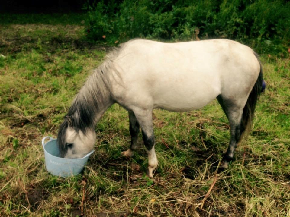 Welsh Mountain (sec A) Greenhills Shy Lorax billede 12