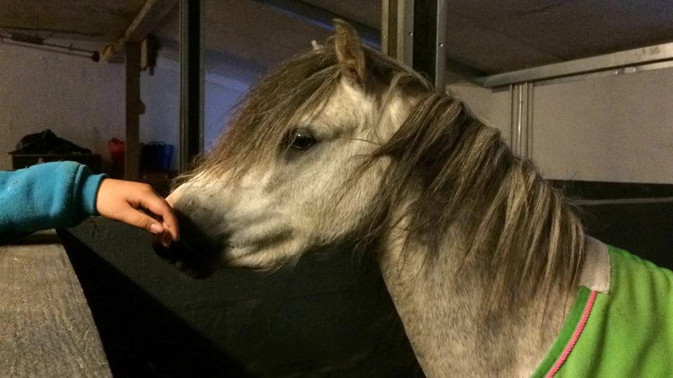 Welsh Mountain (sec A) Greenhills Shy Lorax billede 3